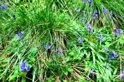 Lovely Bluebells, Dovedale Wallpaper