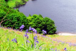 Bluebells in May Wallpaper