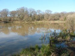 Isle of Wight Pond