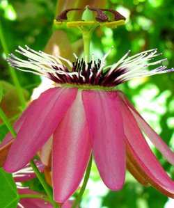 Passiflora