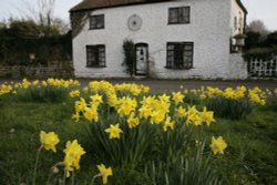 Cottage Green Wallpaper