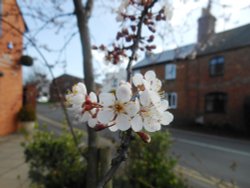 Blossom, Bilton Village Wallpaper