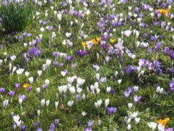 Croci, Bilton Green Wallpaper