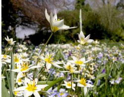 London Meadow Wallpaper