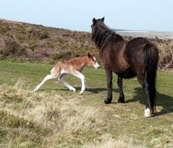 Quantock Hills Wallpaper