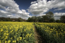 Field of Dreams Wallpaper