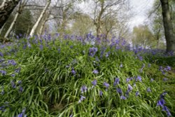 Bluebell Walk @ Emmetts Wallpaper