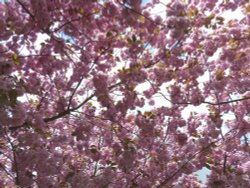 Cherry Blossoms in Greenwich Park Wallpaper