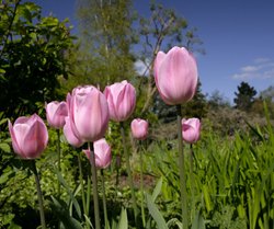 Pink Tulips Wallpaper