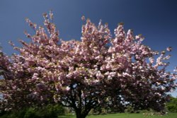 Blossom on the Rye Wallpaper