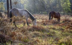 Early Morning in the New Forest Wallpaper