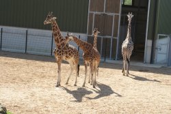 Yorkshire Wildlife Park, Doncaster, South Yorkshire Wallpaper