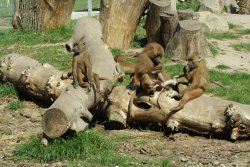 Yorkshire Wildlife Park, Doncaster, South Yorkshire Wallpaper