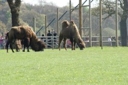 Yorkshire Wildlife Park, Doncaster, South Yorkshire Wallpaper