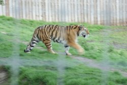 Yorkshire Wildlife Park, Doncaster, South Yorkshire Wallpaper