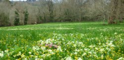 Primroses, Nr Falmouth Wallpaper