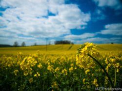 Oil Seed Rape Wallpaper