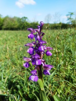 Green-winged orchid, Draycote Meadows