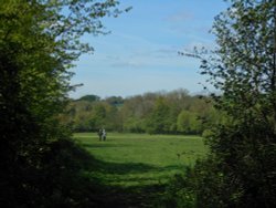 Draycote Meadows Wallpaper