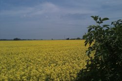 Yellow Oundle Wallpaper