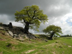 Bradgate Park,Old Oaks. Wallpaper