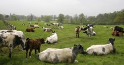 Rutland County Cows Wallpaper