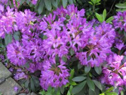 Rhododendron Ponticum