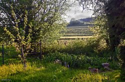 Stour Valley Spring, Shillingstone. Wallpaper