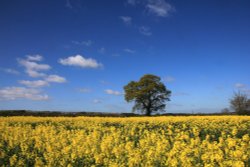 Fields of Gold near Lichfield Wallpaper