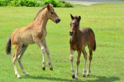 New Forest Ponies Wallpaper