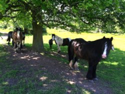 Horses Enjoying the Shade in Fields near Malvern Park,Solihull Wallpaper