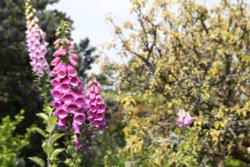 Foxgloves at Greys Court Wallpaper