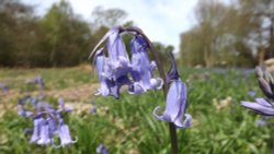 Bluebells in Park Wood, Rossington Wallpaper