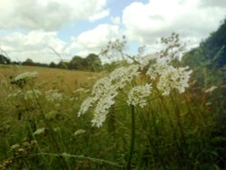 Country walk, Thurlaston Wallpaper