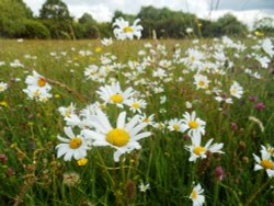 Wildflower meadow, Draycote