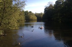 Manor Farm Park Lake, Bournville Wallpaper