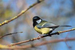 Great tit