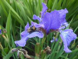 Iris, Kew Gardens Wallpaper