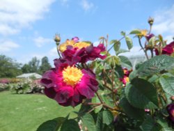 Rose Garden, Kew gardens Wallpaper