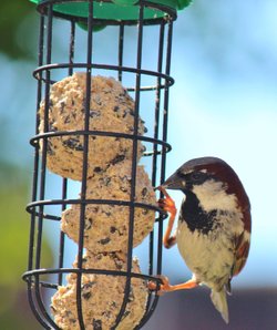 Birds of the UK