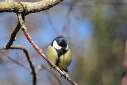 Bird on a twig Wallpaper