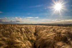 Chesterton Windmill Wallpaper