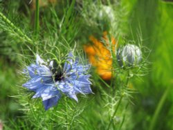 Eastcote house garden Wallpaper