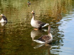 Geese, Coombe Abbey Wallpaper