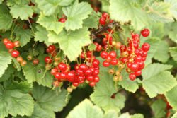 Red Currants in the Gardens at Greys Court Wallpaper