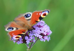 Butterfly Cardiff Wallpaper