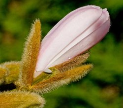 Magnolia stellata bud starting to open Wallpaper