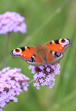 'Peacock Butterfly'