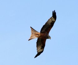 Red Kite Wallpaper