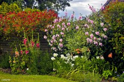 A Dorset Garden, Shillingstone.